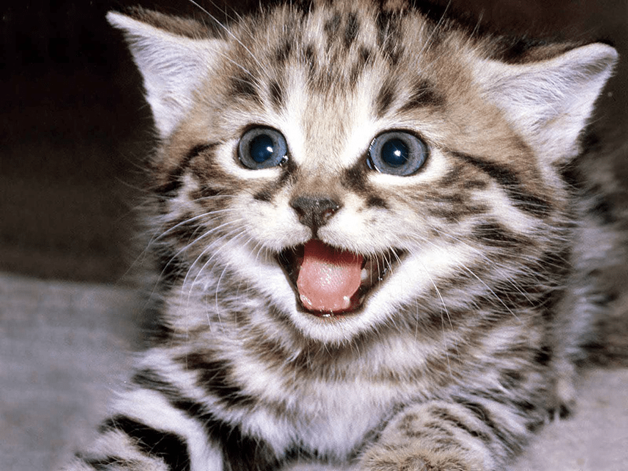 Happy cat with open mouth