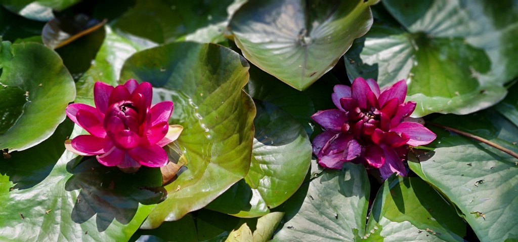 How to improve Stripe payments in Power Pages&nbsp;(CloudMinded)